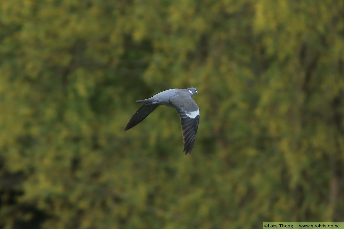 Ringduva, Columba palumbus